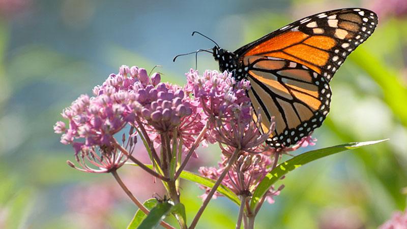 Native Plants: Creating a Backyard Habitat