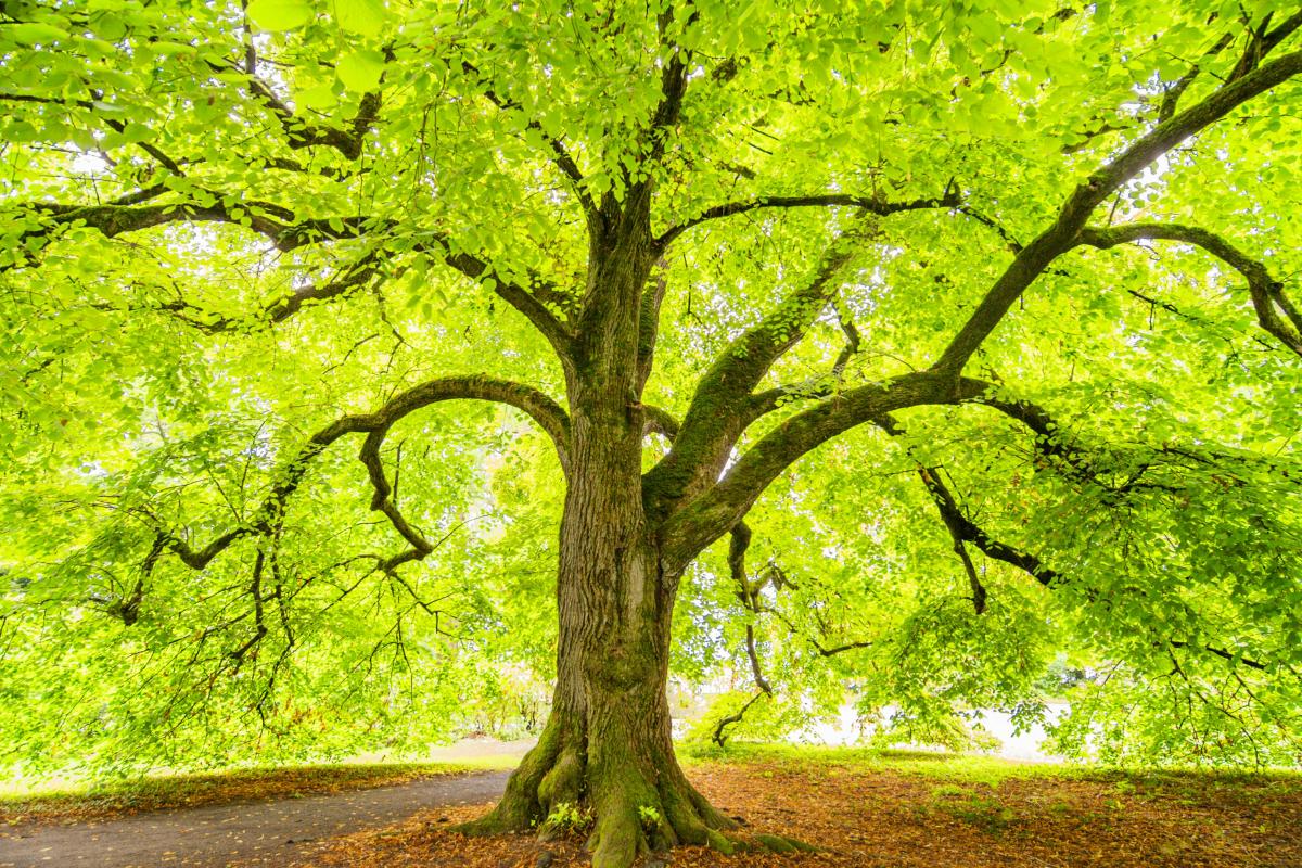 It Takes Trees to Make a Village 