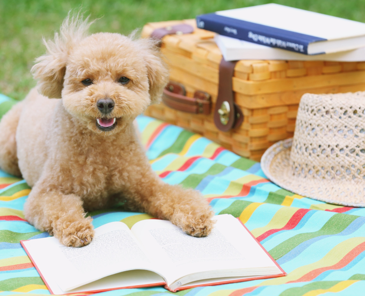 Reading with Willow on Thursday at 4PM